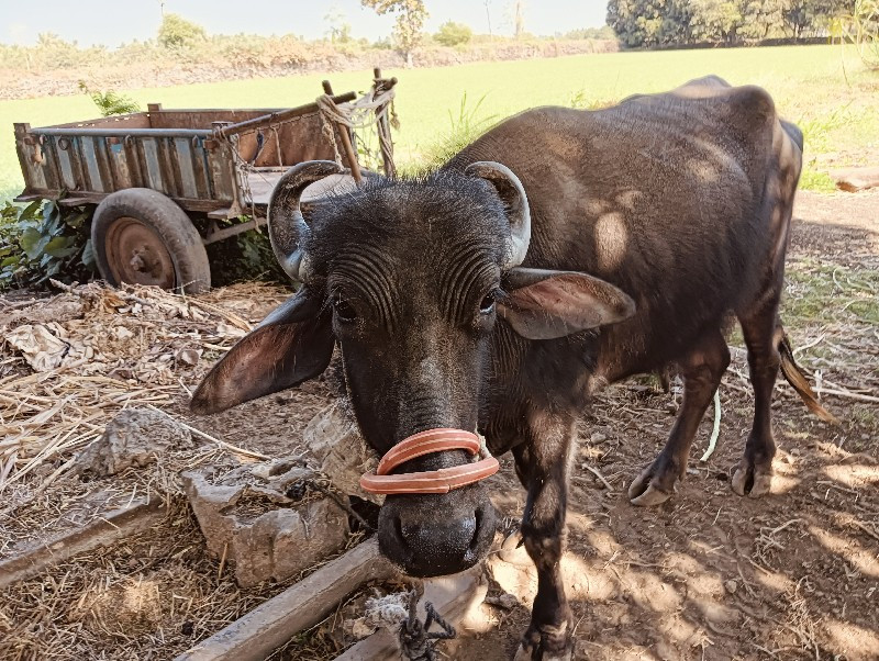 ખડેલી વેચવાની છ...