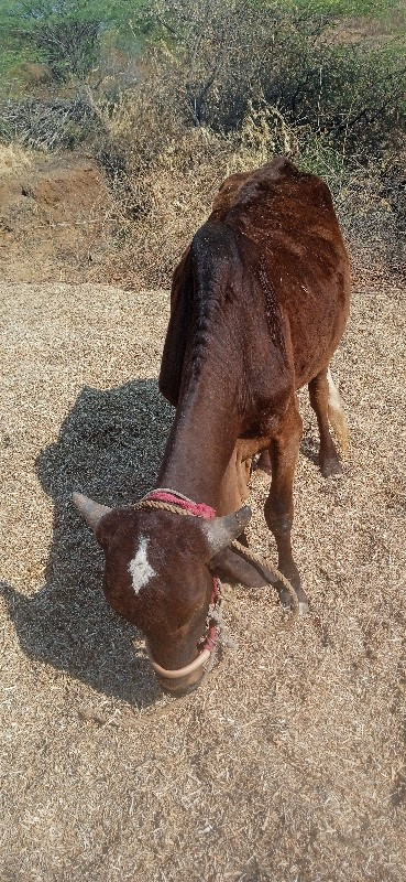 બળદ વેચવાના છે