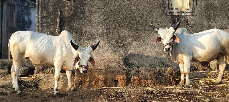 ગોધલા વેસવા ના...