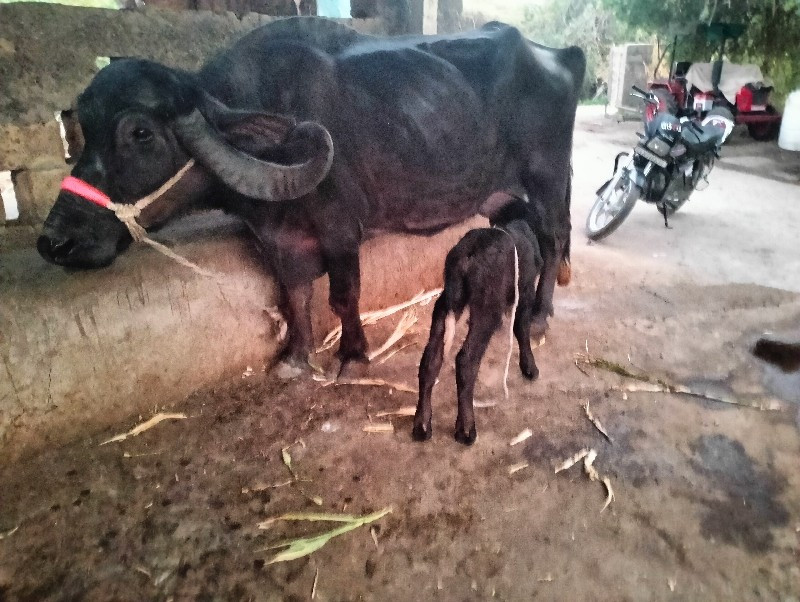 ખડેલી વેસવાની સ...