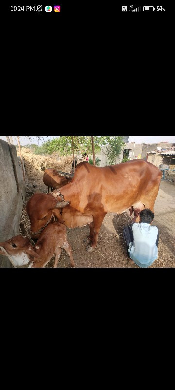 gir cow sell