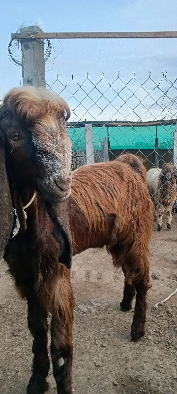 બકરી તથા બોકડા...