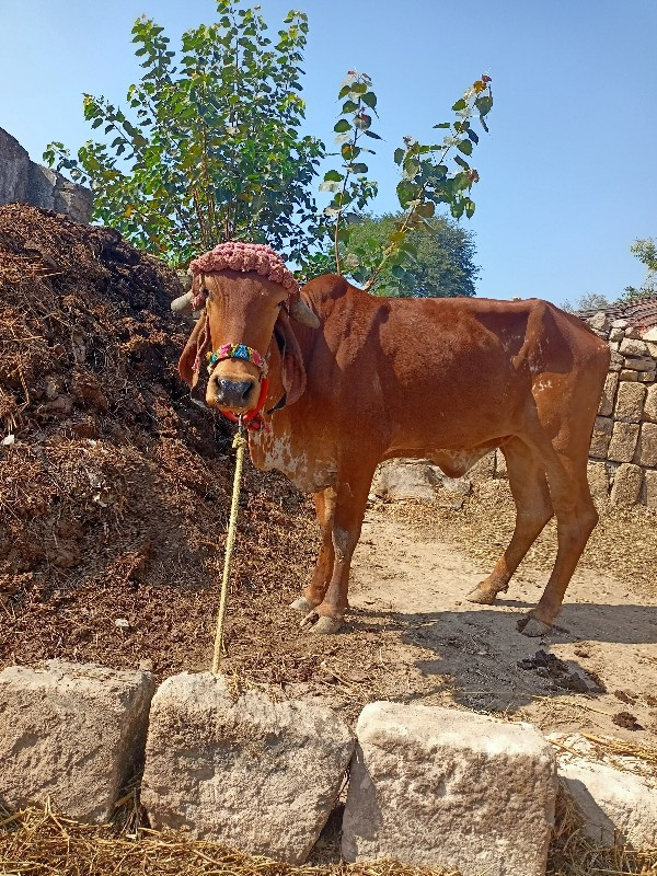 બે વાશળી વેચવા...