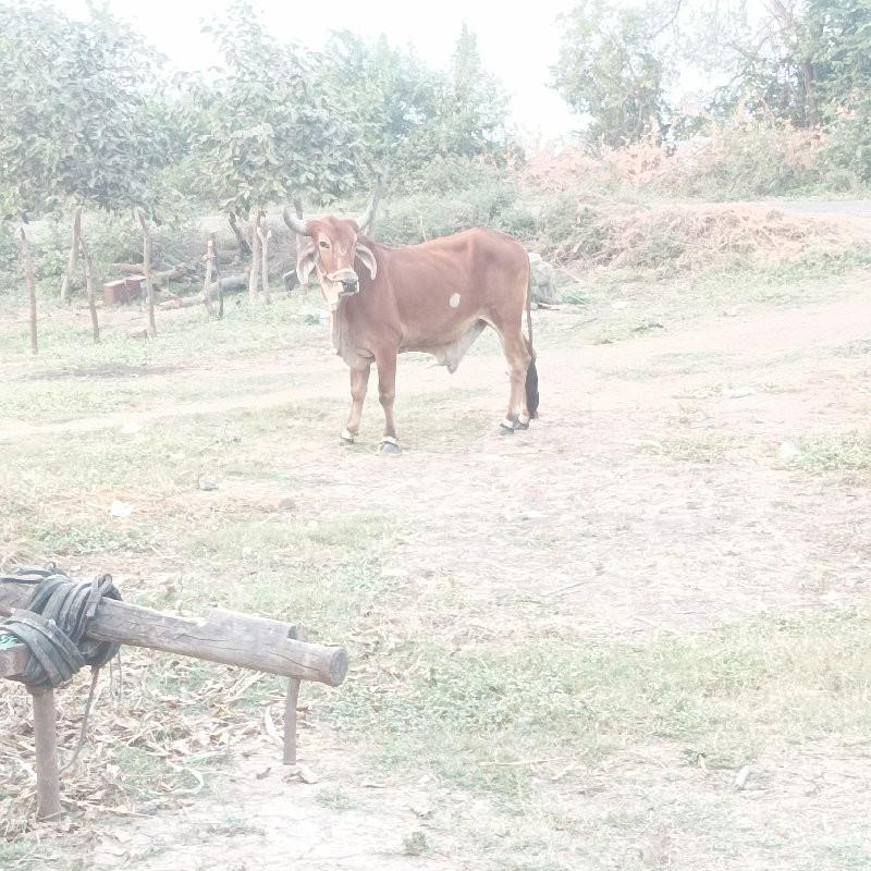 ગોડલો વેચવાનો છ...