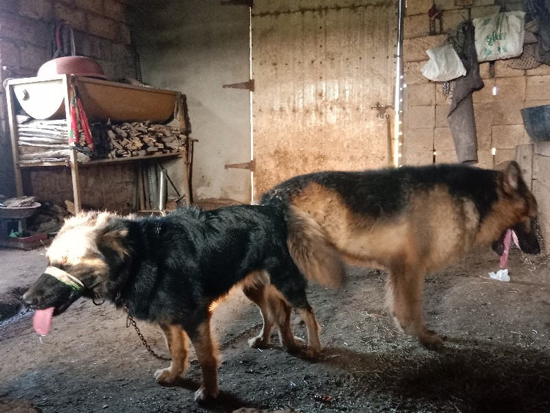 ગલુડીયા વેચવાના છે