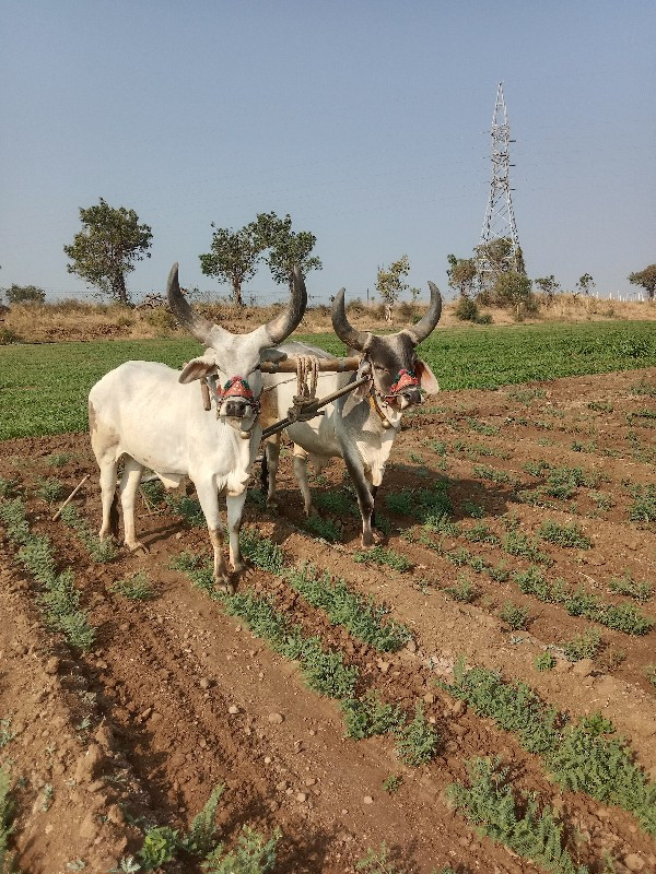 ફુલ જવાબ ધારી થ...