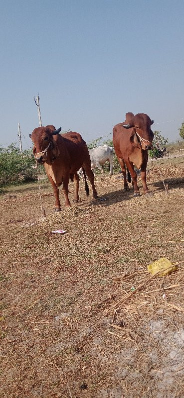 દેવીપુજક લે વેચ