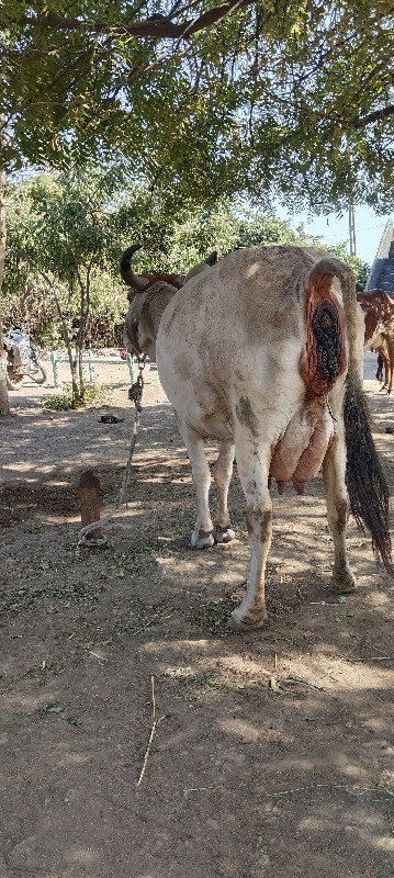 દેશી ગાય