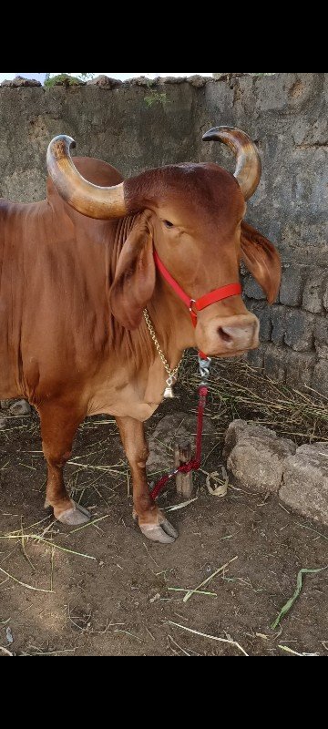 સુવર્ણ કપિલા ગા...