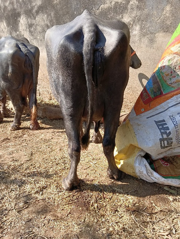 ભેંસ વેચવાની છે...