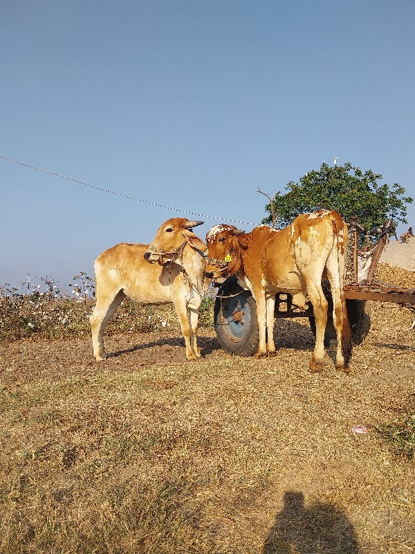 વાછડા વેચવાના સ...