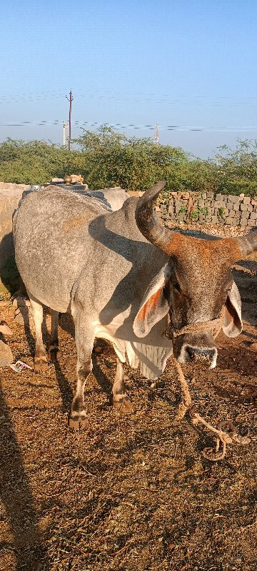 દેશી ગાય  વેચવા...