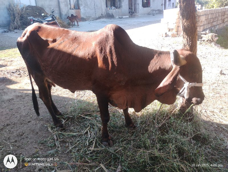 ગાય વેચવાની છે