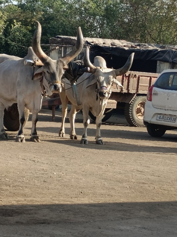 બળદ વેચવાના છે