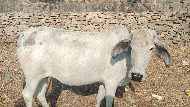 ગાય