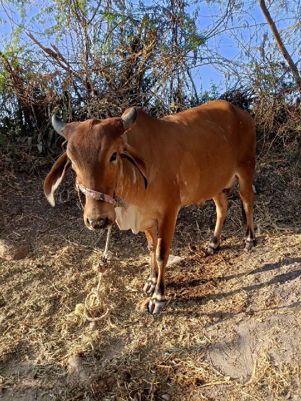 હોળકી વેચવા ની...