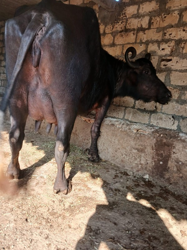 આ.ભેશવેશવાનીછે