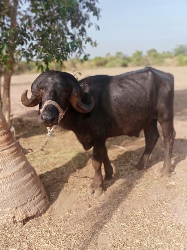 આ ફોટા છે એવો પ...