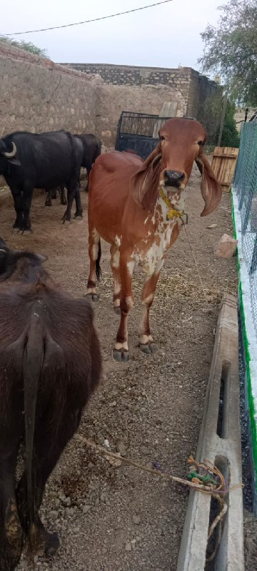 વાસડી‌વૅસવાનીસૅ