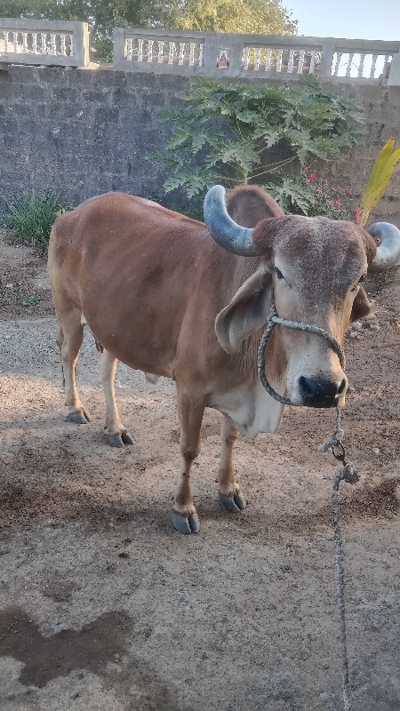 ગાય