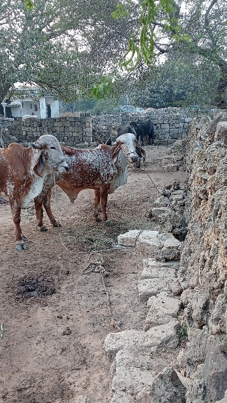 ગોંઢલાવેચવા.નાછ...