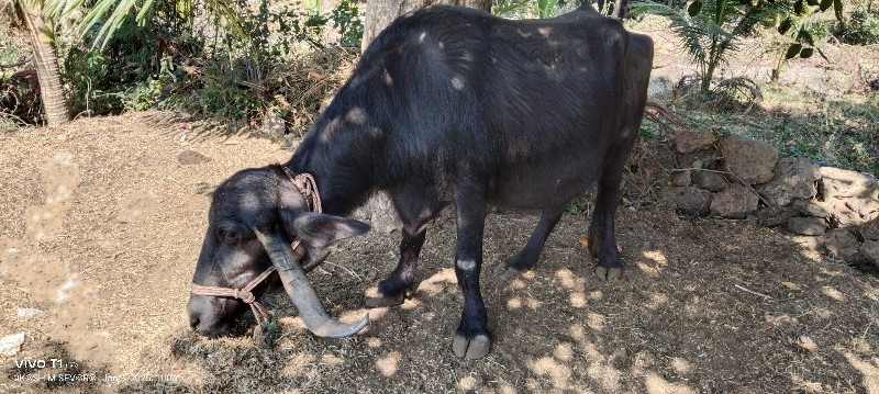 ભેંસ વેસવાની છે