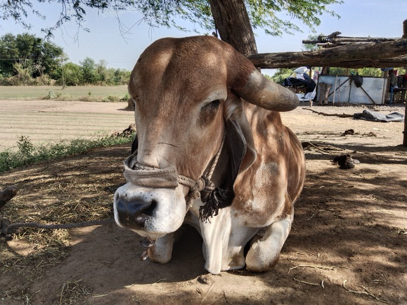 ગીર ગાય વેચવાની...