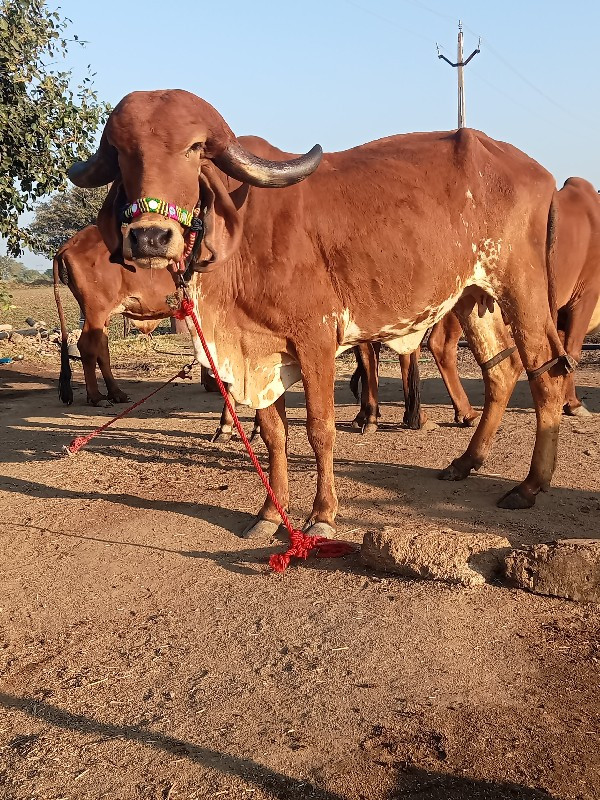 ગીર હોડકી વેચવા...