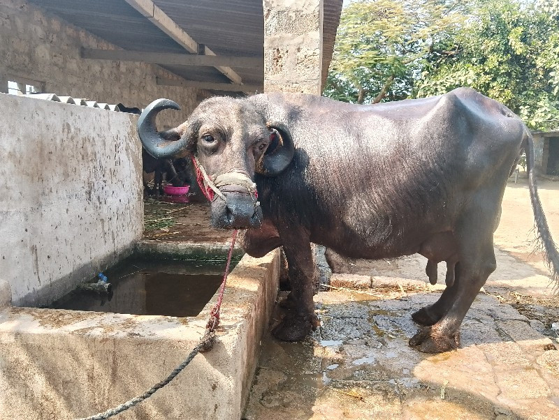 ભેંસ વેચવાની છે