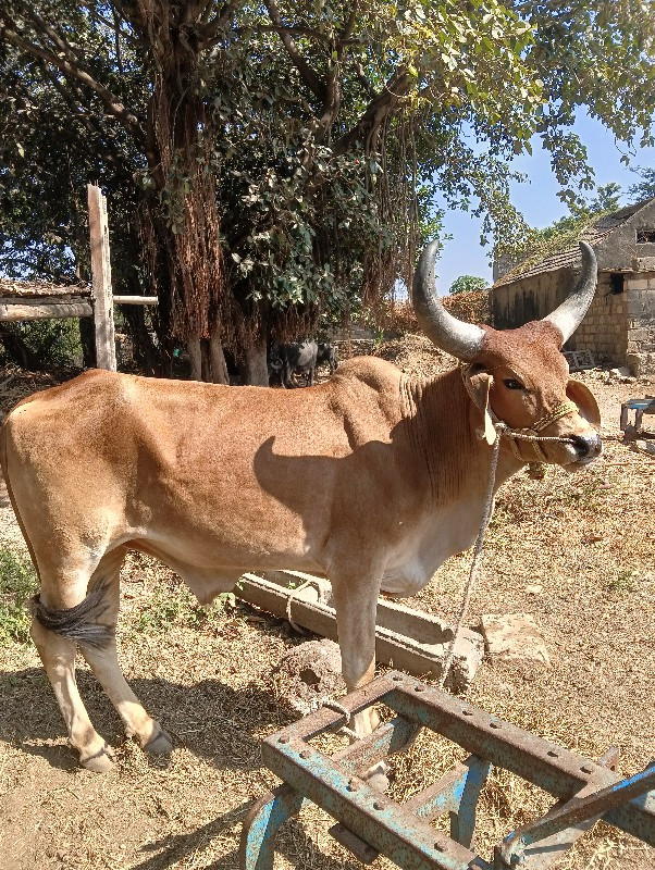 બઘ જવાબદારી