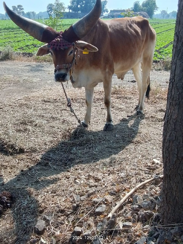 વેશવાના છે