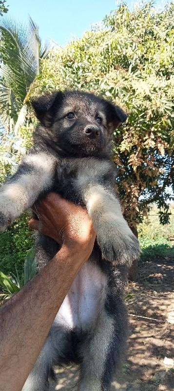 Gsd fimel se