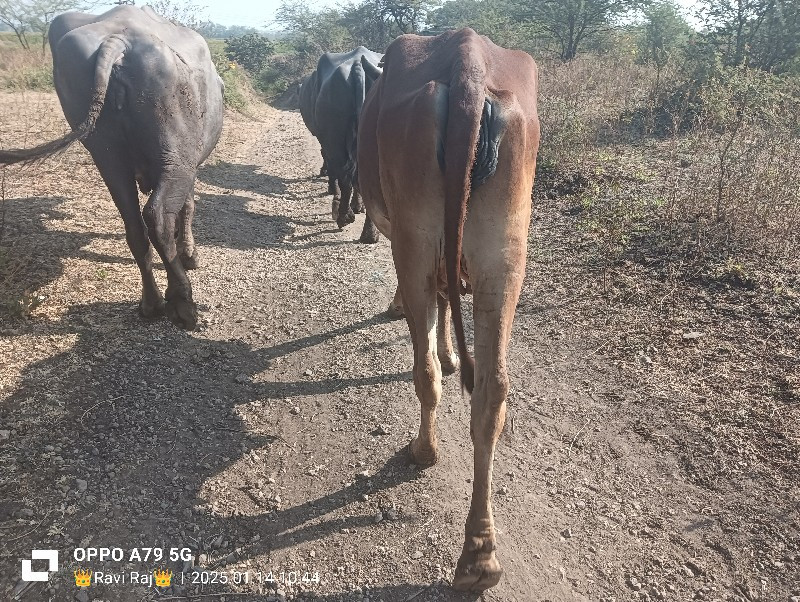 હોળકી વેચવાની છ...