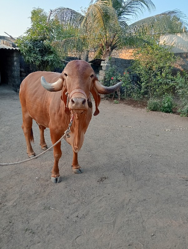 વેચવાની