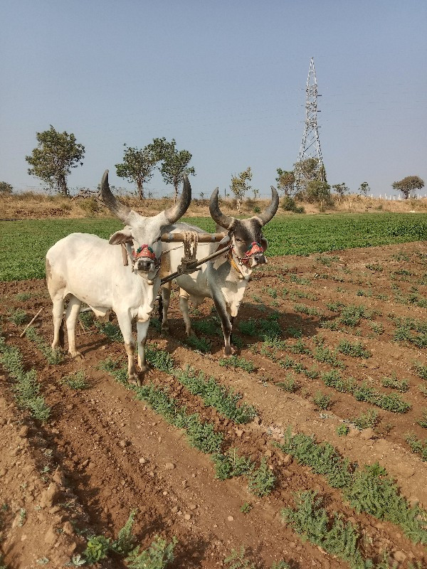 ફુલ જવાબ ધારી થ...