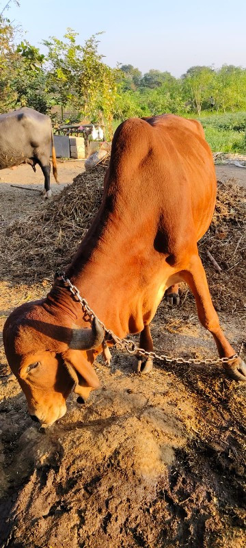 દેશી ગીરગાય   વ...