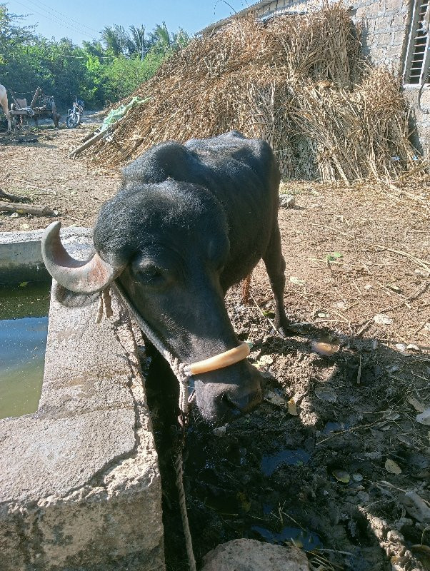 પાડી