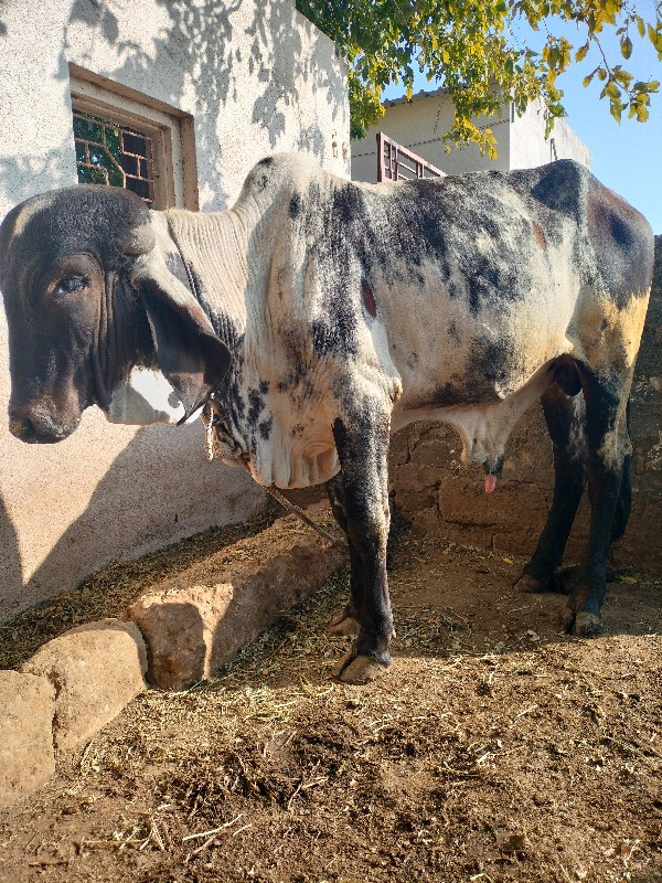 ધણ‌ ઘુંટ વેચવાન...