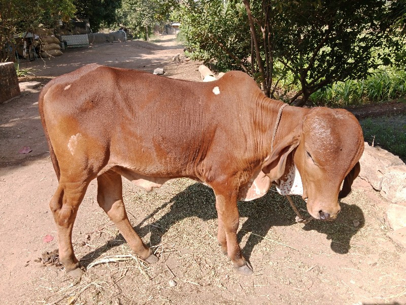 ગોઢલો