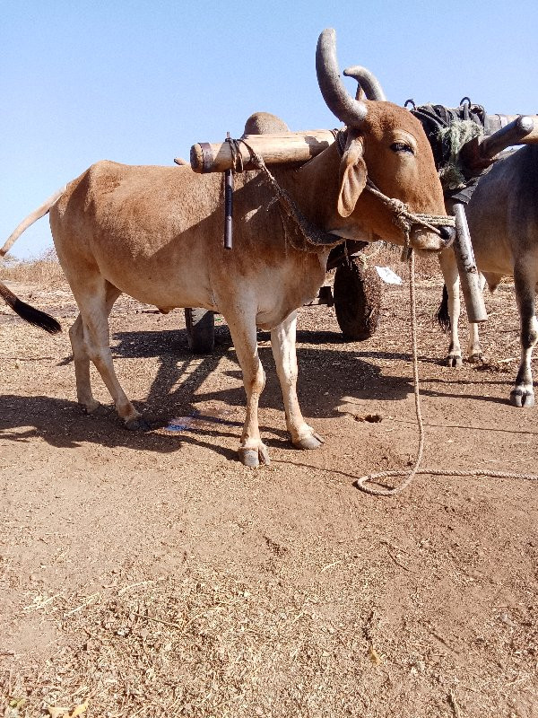 આ બળદ વેસ્વાનો...