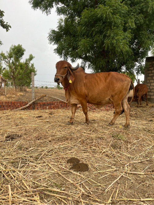 ગાય