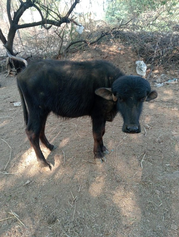 ખળેલા વેચવાના છ...