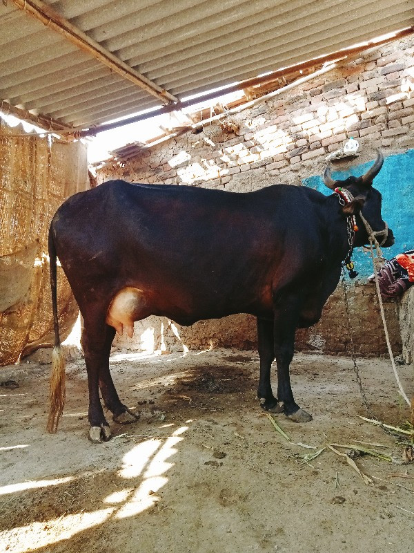 બીજુ વેતર એક દિ...