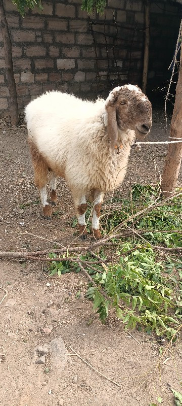 મોરવાડા