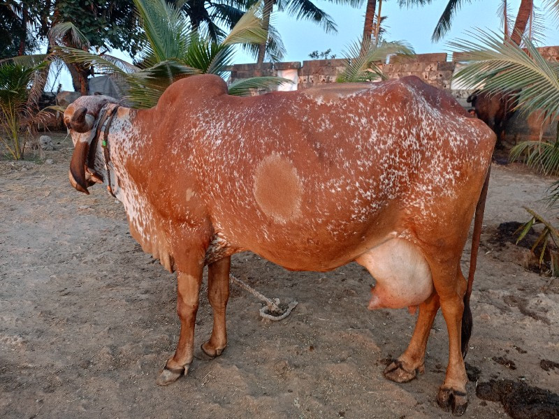 ગાય લેવા ની સે