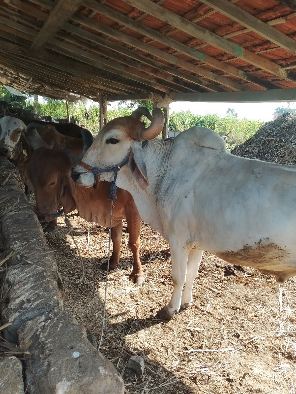 ગોઢલા વેચવાના છ...