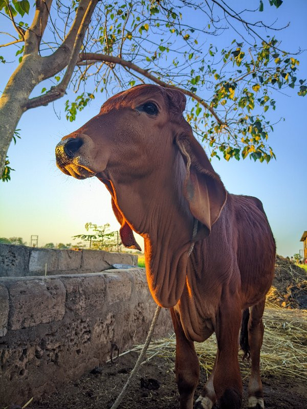 વાછડો વેચવાનો છ...