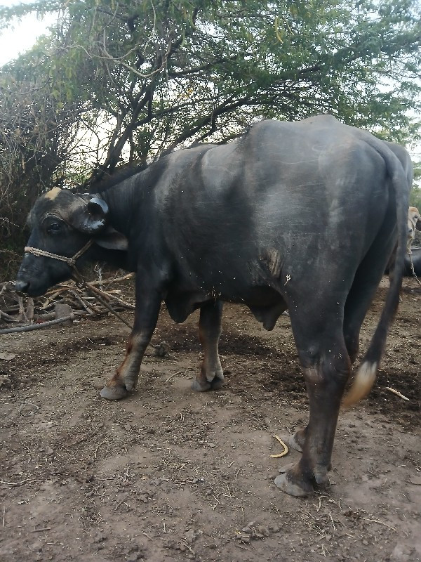 પાડો વેચવાનો છે...