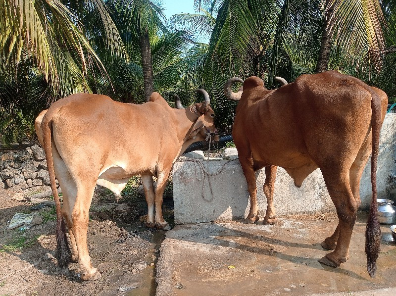 બડદ વેશવાના છે