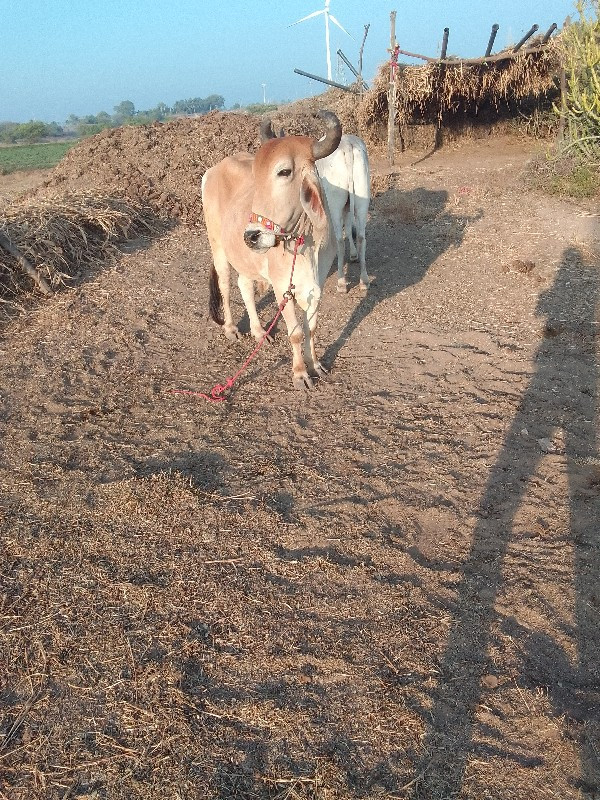 એક વાવણી કરેલ છ...